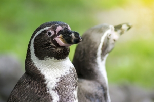 penguin 4